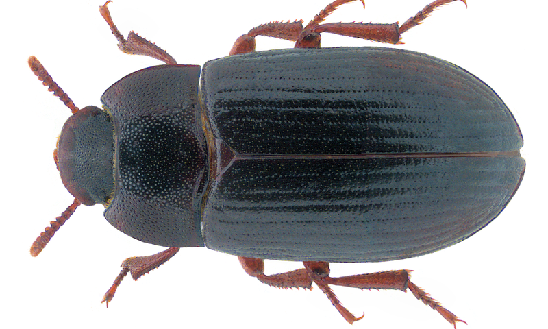 Učinkovitost izdelka Bombex Farumy pri zatiranju steljnega hrošča (Alphitobius diaperinus)